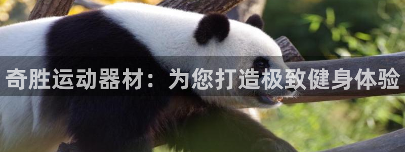 凯捷体育开户：奇胜运动器材：为您打造极致健身体验