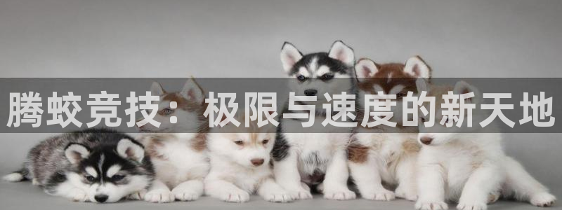 凯捷体育开户：腾蛟竞技：极限与速度的新天地